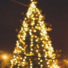 Photo for County Tree Lighting Celebration